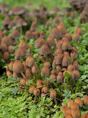 small brown mushrooms in the grass