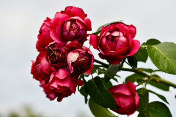 薔薇とハエと雫