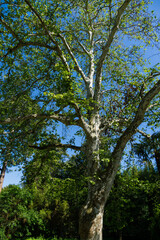 Beautiful  marble-leaved American Sycamore Tree (Platanus occidentalis Variegata, Plane-tree). Close-up of camouflage background in Arboretum Park Southern Cultures in Sirius (Adler) Sochi.
