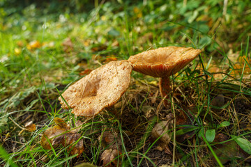 mushroom in the grass
