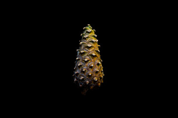 Pine cone on a black background. Background for t-shirt, print, cover.