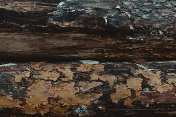 Close-up of two fallen tree trunks.