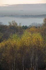 Fototapeta premium Golden autumnal fall tree and leaf colours at the Downs Banks, Barlaston in Staffordshire.