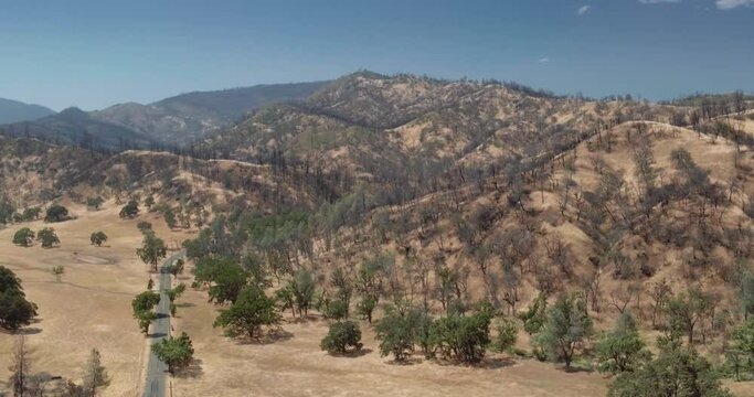 Aerial drone view of Dead trees ravaged by wildfire in california 