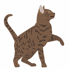 cat in flat style vector