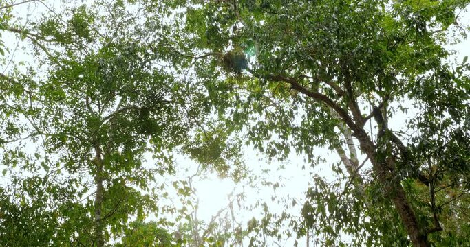 Zona Arqueol&oacute;gica de la ciudad Maya de Calakmul, Campeche, M&eacute;xico.
