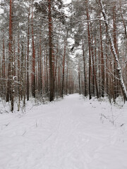 View of the winter spruce forest with a road. Winter landscape. Snow covered trees. Christmas and New Year.