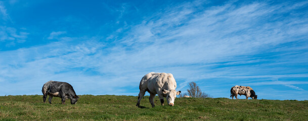 beef cows and bull in green grassy meadow between namur and brussels under blue sky