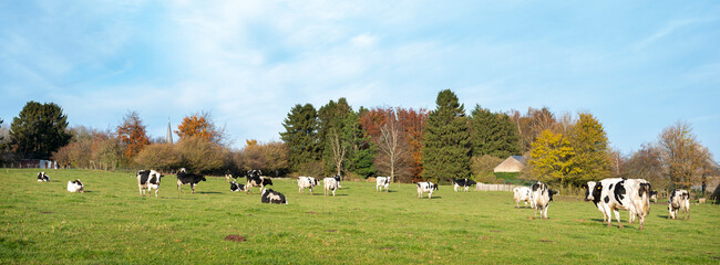 trees and cows in green grassy meadow near namur under blue sky
