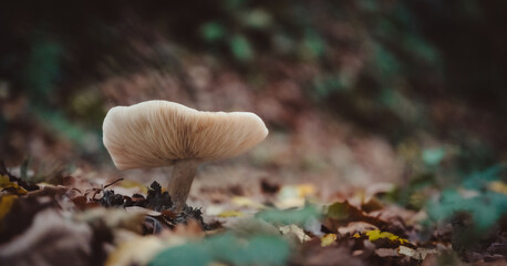 Der strahlende Pilz im Laubwald
