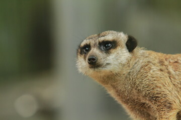 様子を伺うように視線を向けるミーアキャット