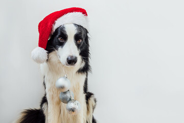 Funny puppy dog border collie wearing Christmas costume red Santa Claus hat holding Christmas ornaments in mouth isolated on white background. Preparation for holiday. Happy Merry Christmas concept