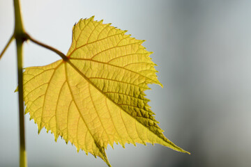 Beautiful colorful grape leaves light