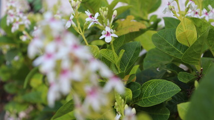 Flor Pseuderanthemum carruthersii