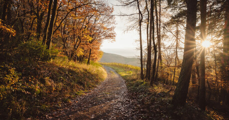 Fototapeta premium Vom Walde in die Weinberge