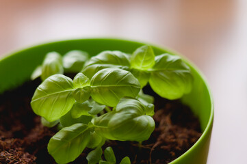 growing basil in a pot