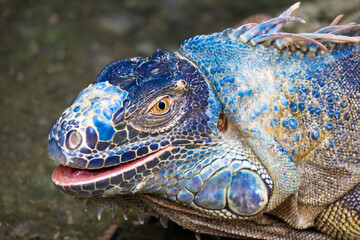 Portrait of a large blue iguana in natural habitat. Wildlife, lizard.