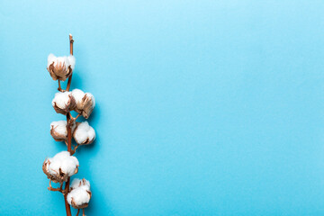 Autumn Floral composition. Dried white fluffy cotton flower branch top view on colored table with copy space