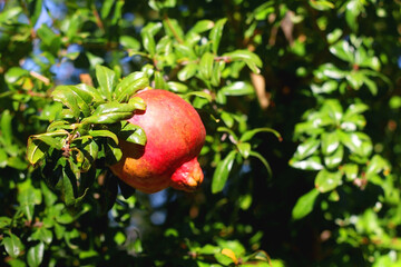 Fresh pomegranate on the tree. Selective focus.