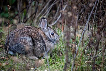Cottontail rabbits (Lepus sylvaticus) on the evening pasture