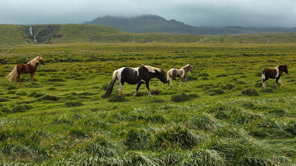 Icelandic horses on a pasture in Iceland, Europe
