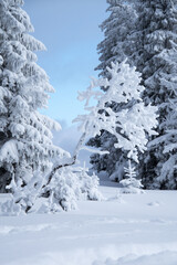 Fototapeta premium Snowy trees in Gorce Mountains, Poland