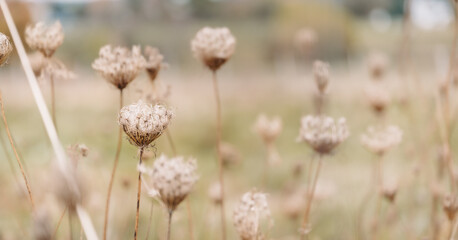 Herbstpflanzen am Wegesrand