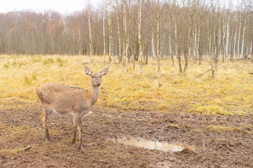 deer in the reserve