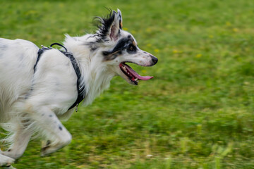 Chien de race Border Collie blanc et noir.	
