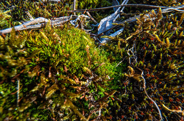 Fine green moss growing on rocks near river, closeup macro detail