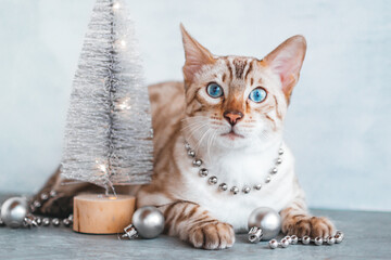 Portrait of beautiful Bengal cat with blue eyes and with Christmas decorations on gray background.