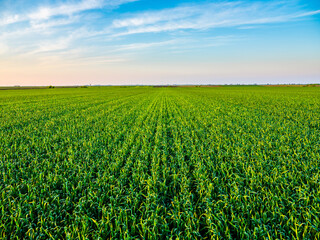 Green wheat field at agricultural farm. Agriculture landscape © oticki