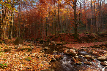 mountain river in the autumn forest. trees in fall foliage. leaves on the stones and ground by the shore of a clean water flow. warm sunny weather