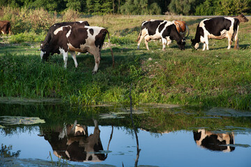 Fototapeta premium Cows grazing on pasture at sunset by river