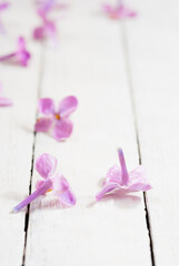 Fallen lilac blossoms