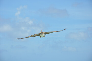 Frontaler Pelikan auf Bonaire