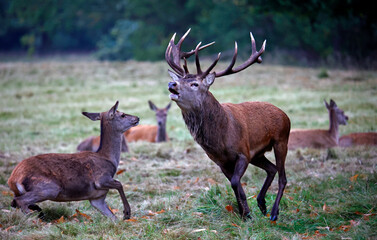 Red deer at the annual autumn rut