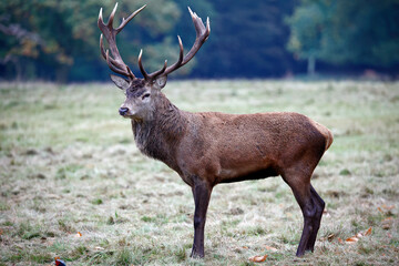 Red deer at the annual autumn rut