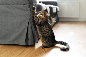 Tabby cat scratches sofa with his claws. Interior destruction by pets. Kitten play. Lifestyle home...