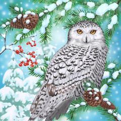 Winter white owl