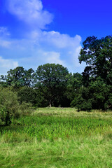 English meadow scene