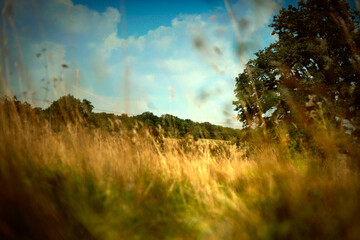 English meadow scene