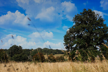 Obraz premium English meadow scene