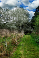 Rural woodland path