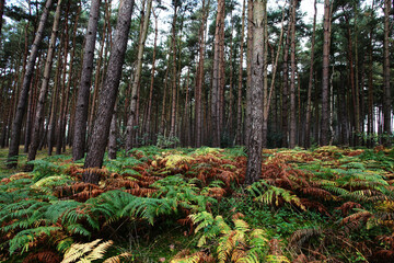 Native woodland scene