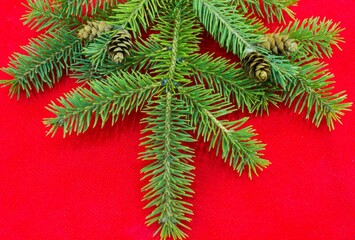 fir branches with cones on a red background 