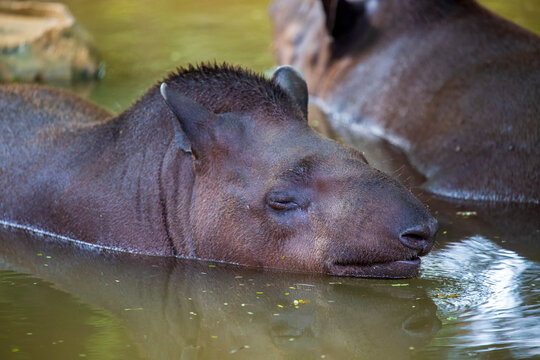 Photo of a male Tapir Baird's herbivorous mammal face while laying in a waterhole. Big tapirs (Tapirus terrestris) in the puddle with reflection with closed eyes and funny expression, selective focus