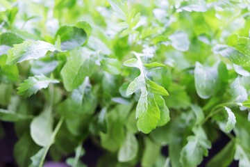Fototapeta na wymiar Fresh arugula leaves, micro greens, texture, spicy herbs, healthy plants, organic food