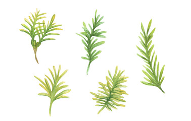 Set of green coniferous branches watercolor illustration
