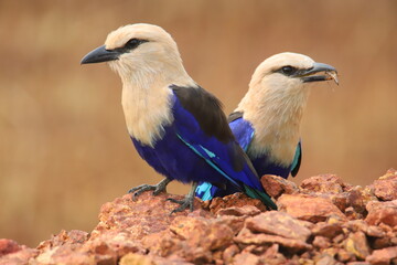 lilac roller